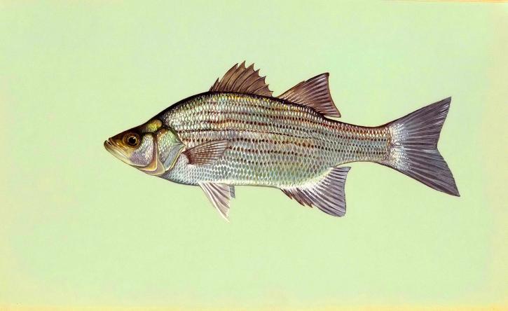 morone chrysops, hvit, bass, fisk