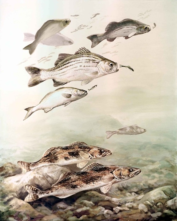 saugers, white, bass, fishes, stizostedion, canadense, morone chrysops