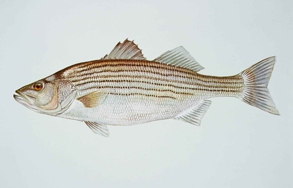 striped, bass, morone, saxatilis, fish