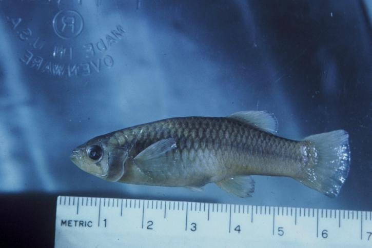 Big bend gambusia (Gambusia gaigei) fish in aquarium, endemic animal specie