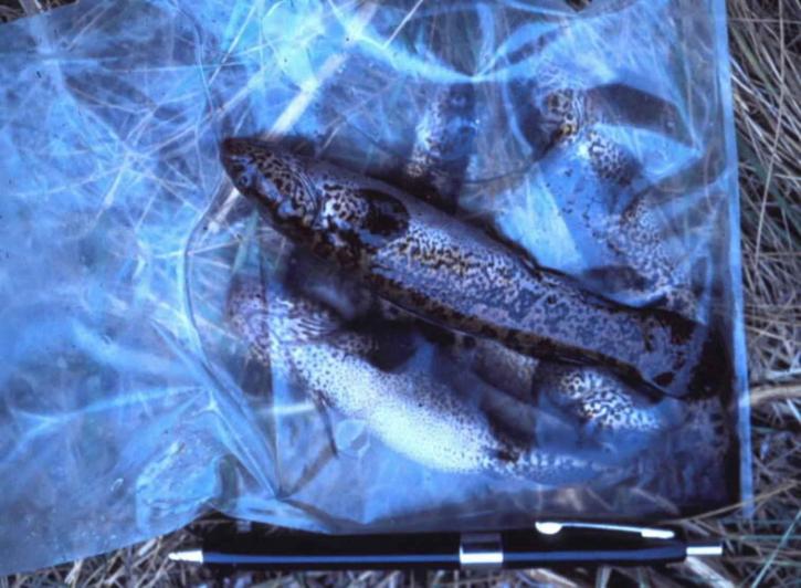 ikan blackfish, kantong plastik,