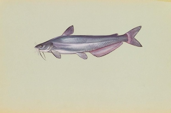 Mavi, yayın balığı, ictalurus, furcatus, balık, fotoğraf