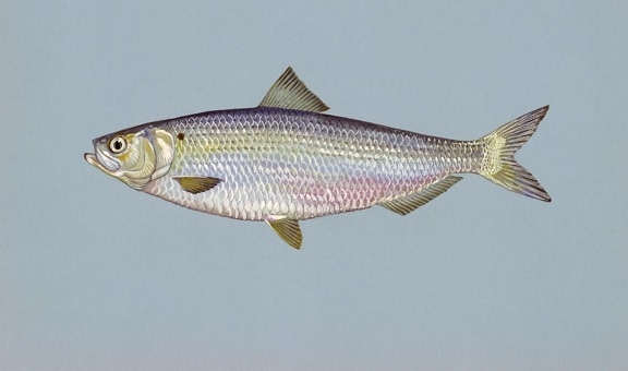 blueback, herring, fish, image