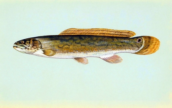 bowfin, fish, image