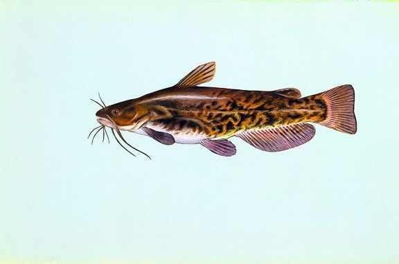 marrón, siluro, pescados, Ameiurus, nebulosus