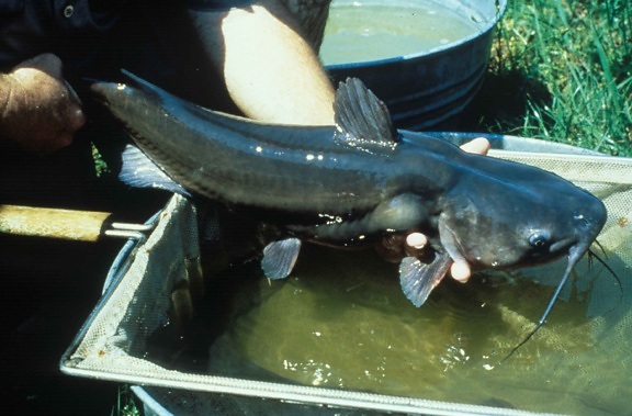 cá da trơn, ictalurus, punctatus, catched