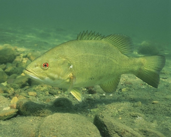 up-close, high resolution, underwater, image, fish, smallmouth bass