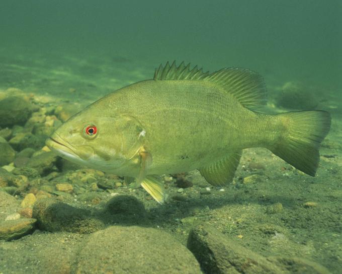 up-close, high resolution, underwater, image, fish, smallmouth bass