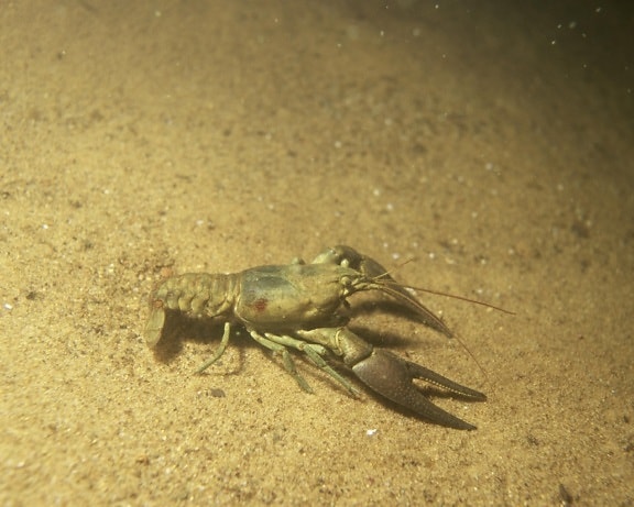 crayfish, underwater, bottom, river