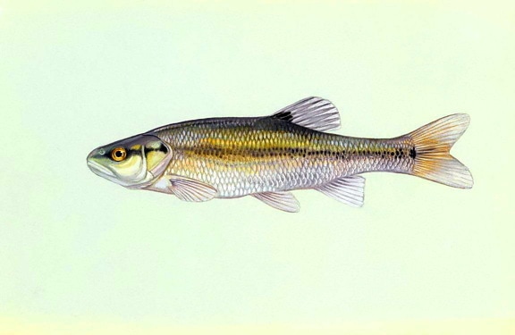 creekchub, fisk, illustrasjon