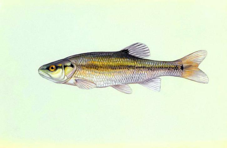 creekchub, peixe, ilustração