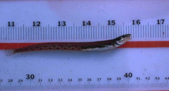 eelpout, fish