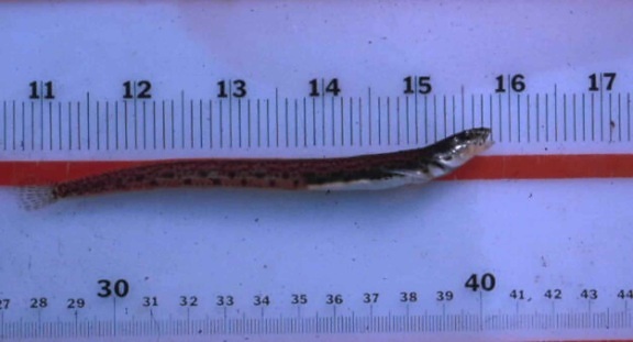 eelpout, ryby