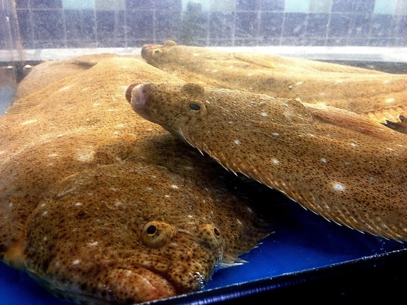 farmers-market-where-a-number-of-live-flounder-flatfish-also-known-as-flukes-paralichthys-dentatus-550x413.jpg