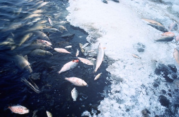 poissons, tuer, pollution