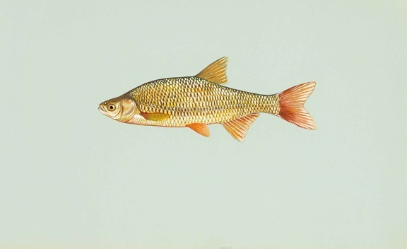 Золотий Шайнер риби, notemigonus, crysoleucas
