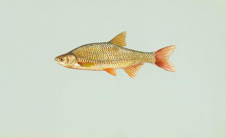 金色, 黑眼圈, 鱼, notemigonus, crysoleucas