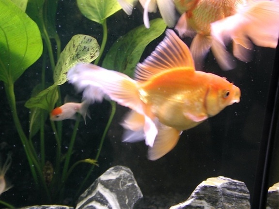 Aquarium, vis, goud, vis