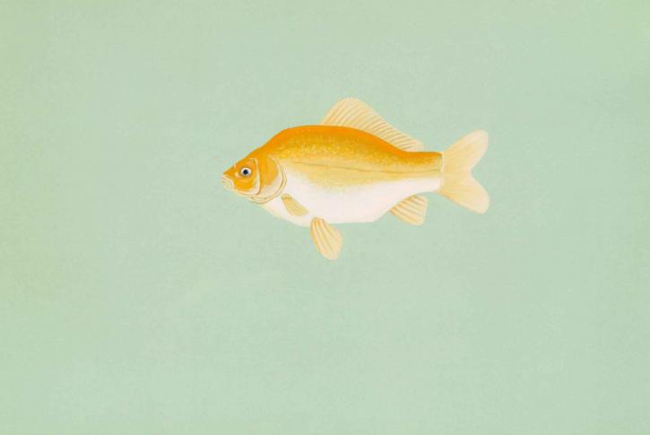 Золотая рыбка, караси, auratus