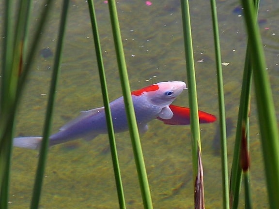 goldfish, lake