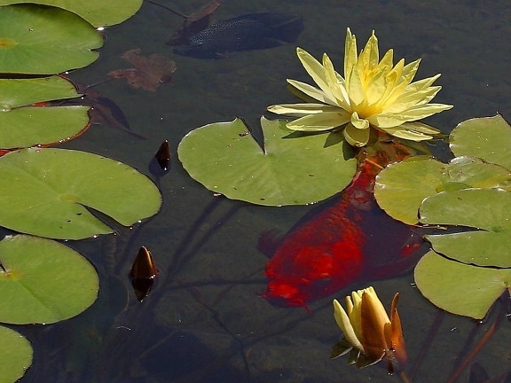 goldfish, waterlily, lilies, ponds