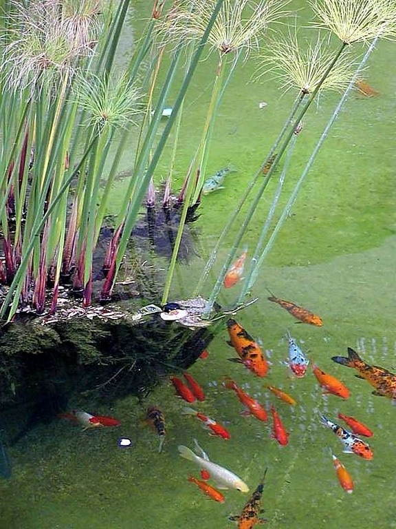 peces de colores, estanques, agua