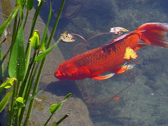 rosso, pesci rossi, animale