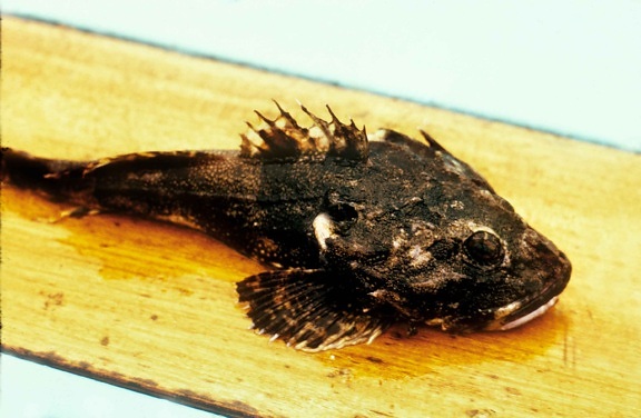 great, sculpin, fish, picture