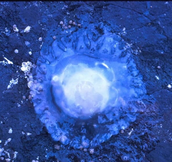 jellyfish, animal, water