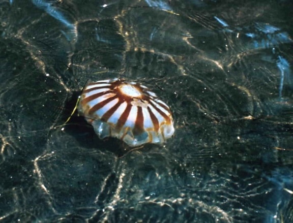 medusas, animal, bajo el agua, la vida