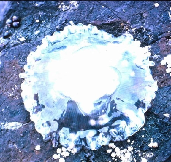 medúza, sziklák