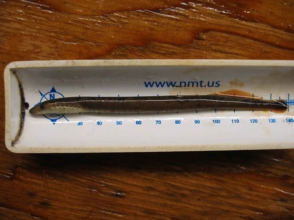 lamprey, measured