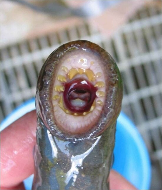 Free picture: adult, pacific, lamprey