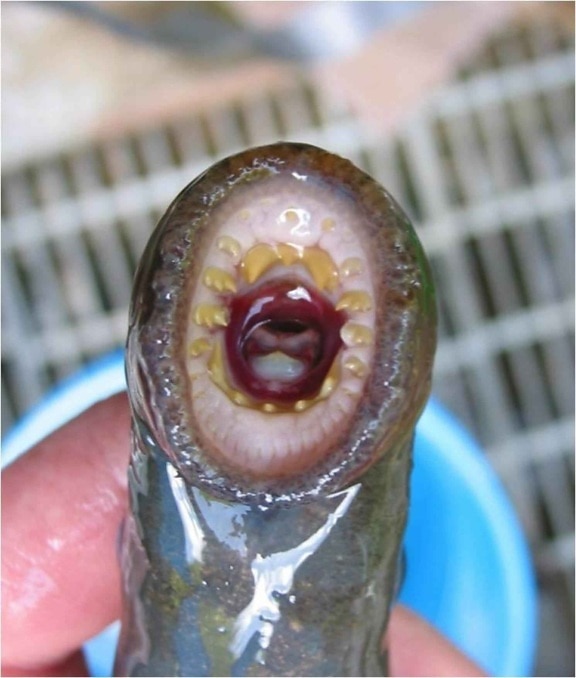 adult, pacific, lamprey, mouth, tooth, pattern