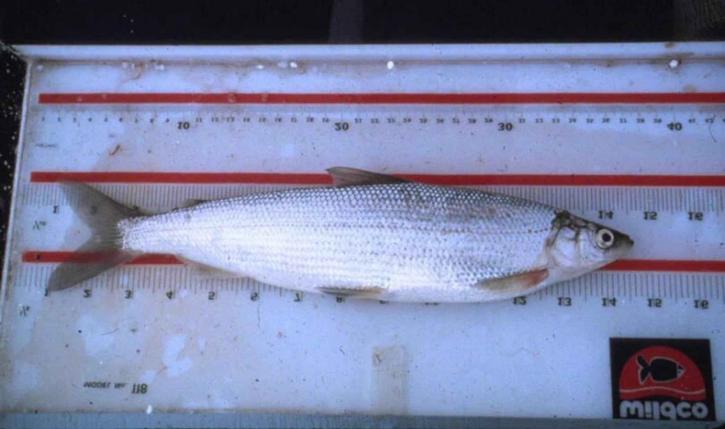 น้อย cisco ปลา coregonus sardinella