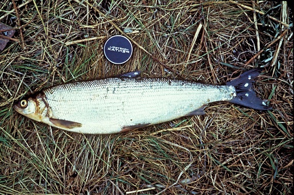 น้อย cisco ปลา หญ้า coregonus sardinella