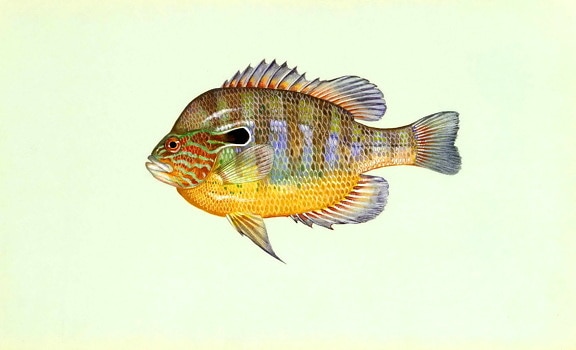 longear, риба-слънце, lepomis megalotis