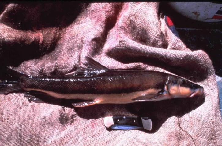 longnose ดูด แม่ น้ำ ปลา ปลา