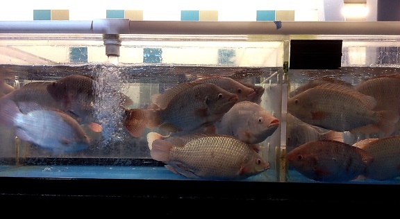 markets, fresh, fish, department, particular, case, contained, living, tilapia