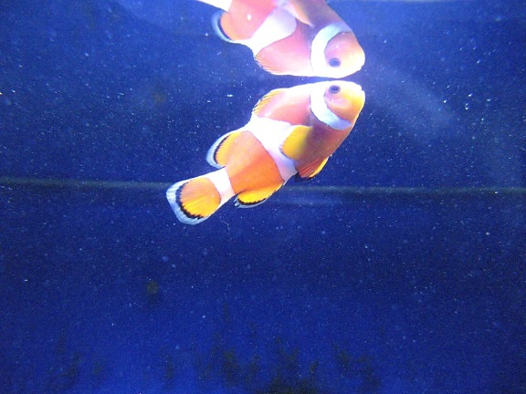 Nemo, fisk