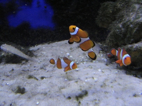 Nemo fiskar, under vattnet, saltvatten fiskar, djur