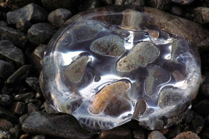 normal, jellyfish, beach, gravel