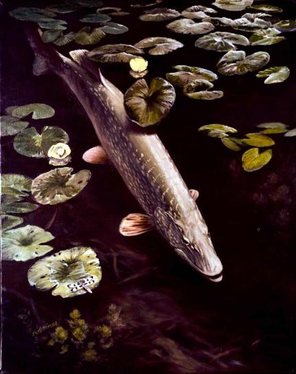 hauki, kala, vedenalainen, esox lucius, von Linné