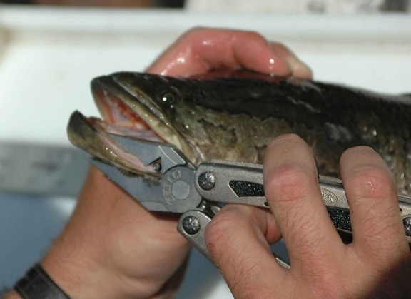northern snakehead, fish, hands