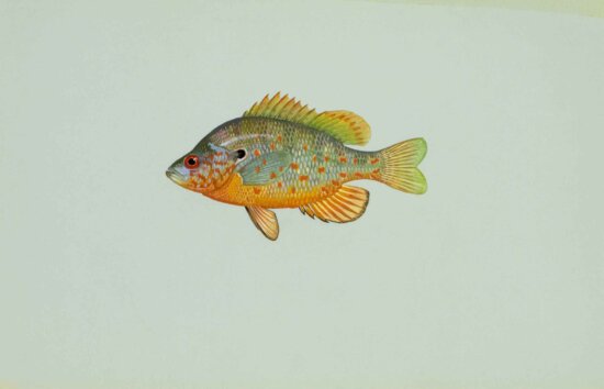 orange, spotted, sunfish, lepomis humilis