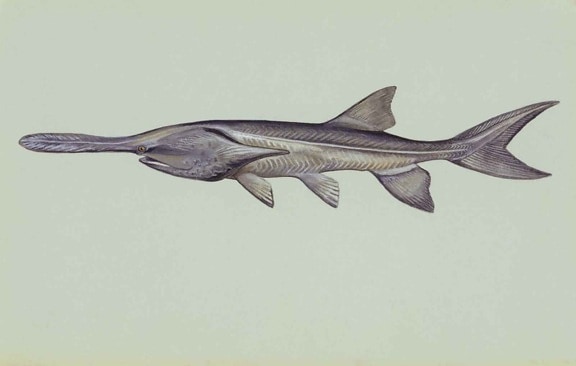 paddlefish, Unterwasser-, polyodon, spathula