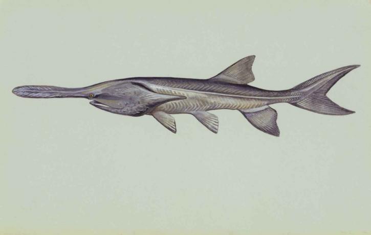 paddlefish, pod vodom, polyodon, spathula