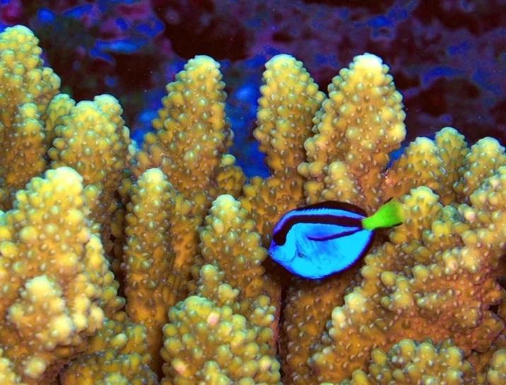 paracanthurus hepatus, coral, reef, fisk