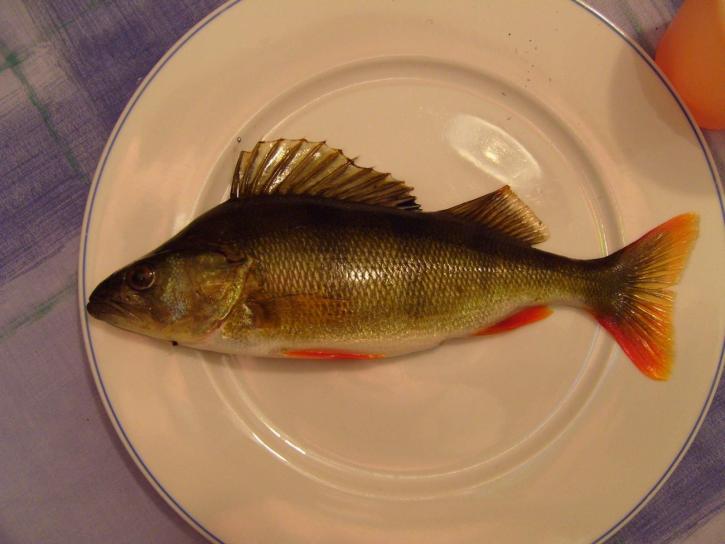 grgeč, riba