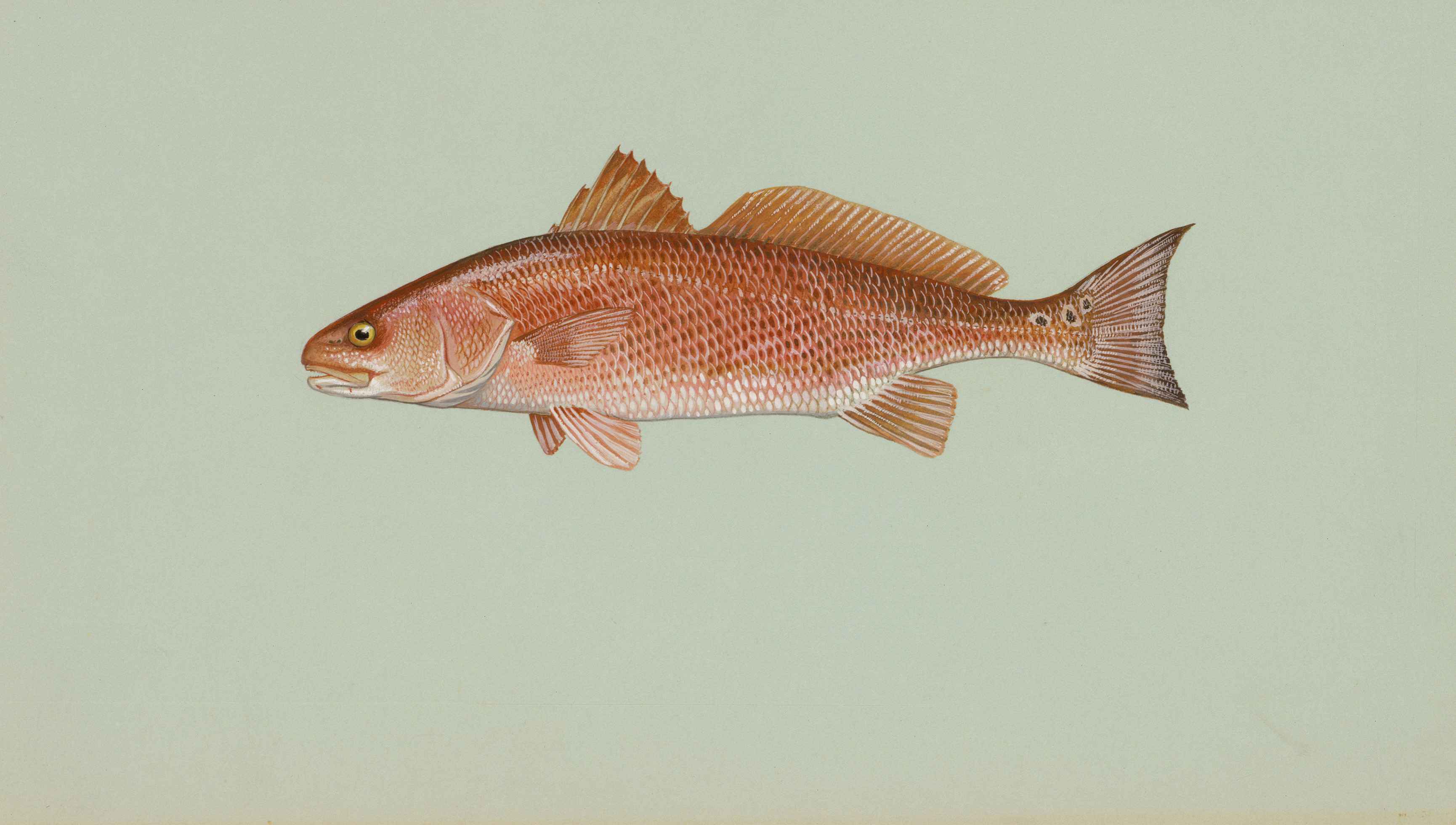 У какой рыбы хвост. Красный барабан (Sciaenops ocellatus). Плавники рыб. Хвост рыбы. Рыбий плавник.